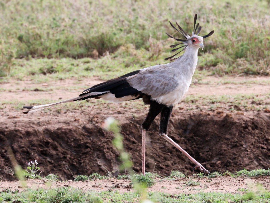 Secretarybird