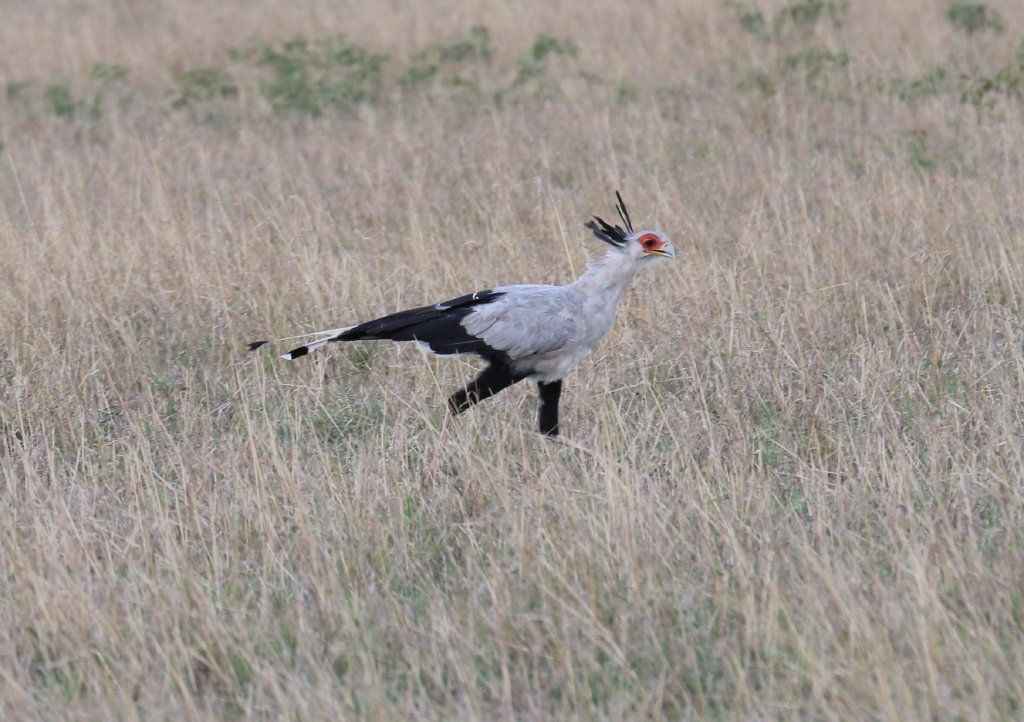 Secretarybird