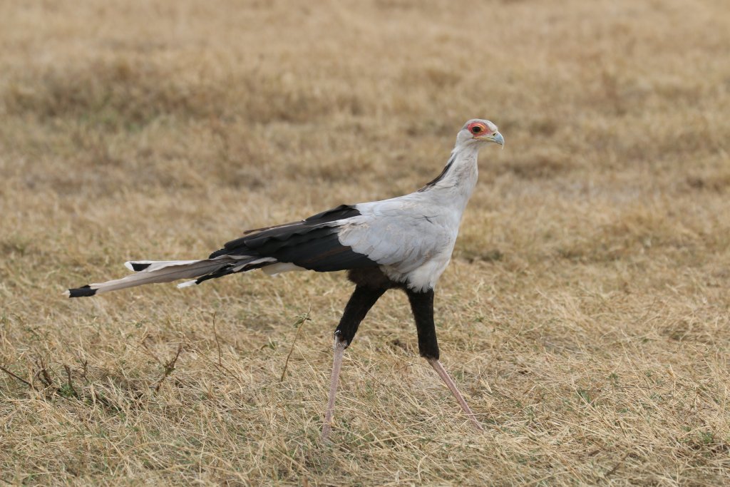 Secretarybird