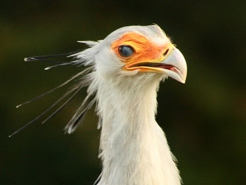 Secretarybird
