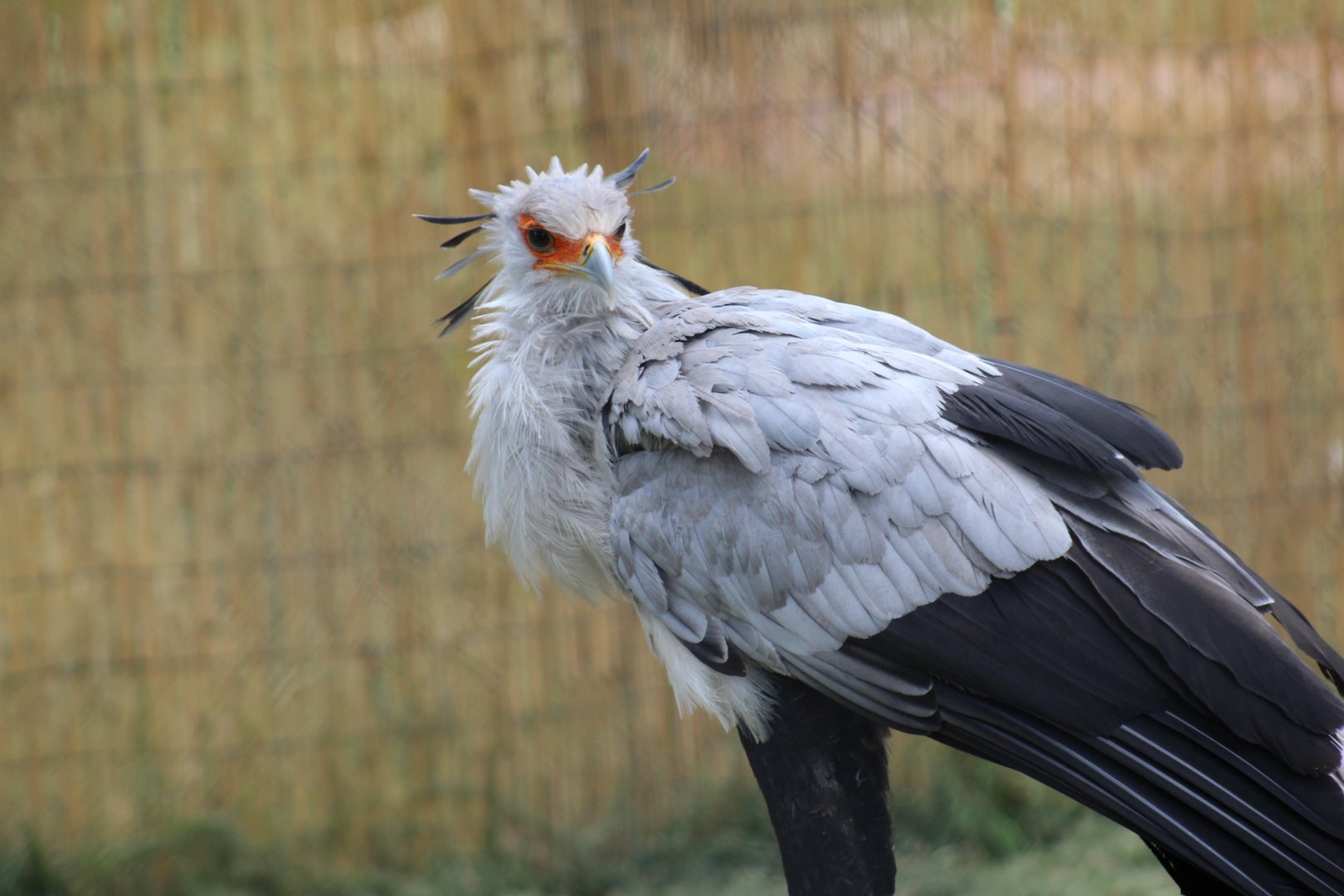 Secretarybird