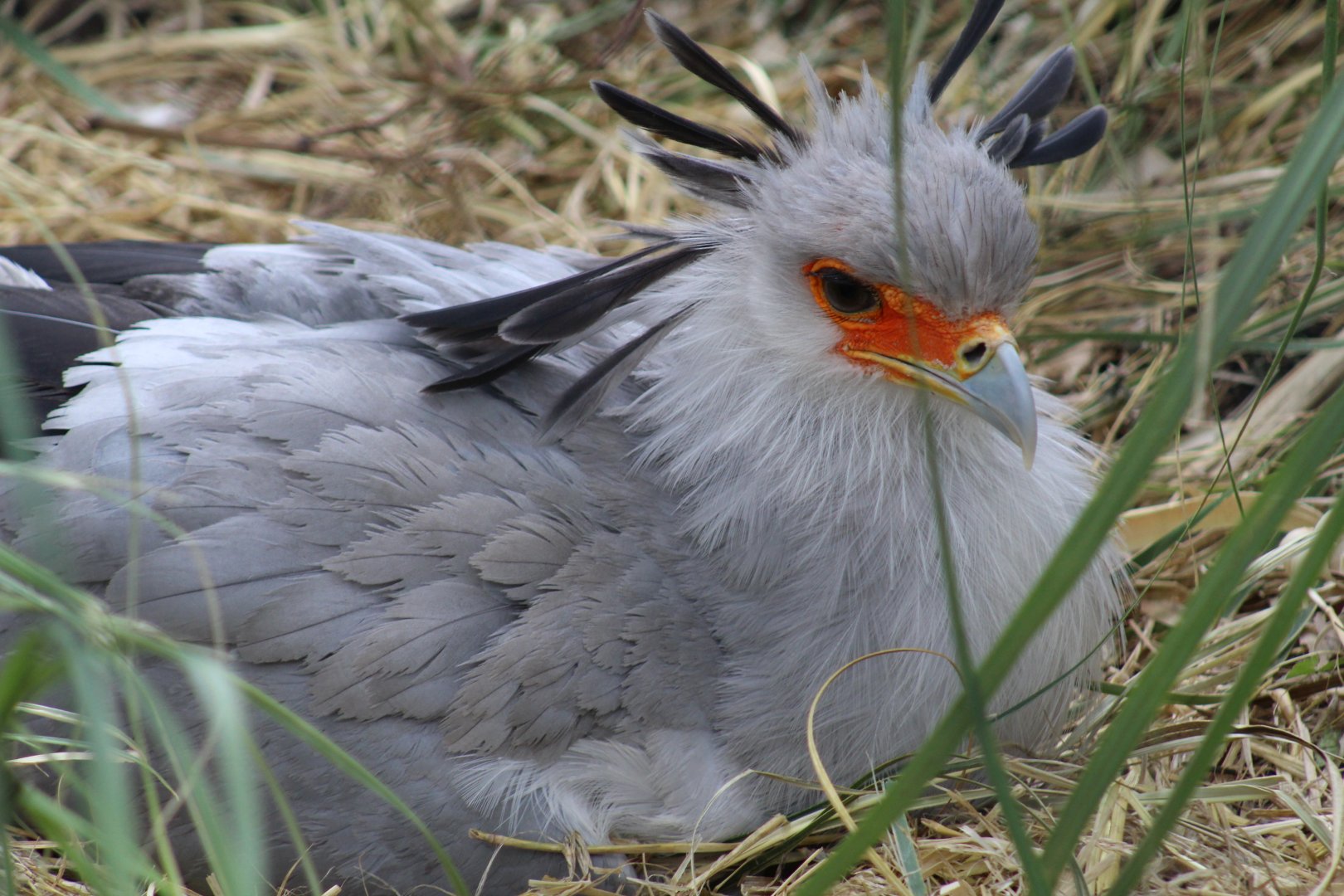Secretarybird