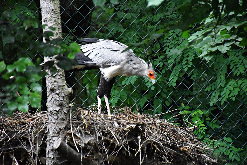Secretarybird