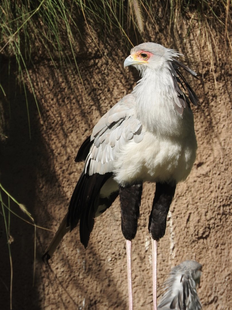 Secretarybird