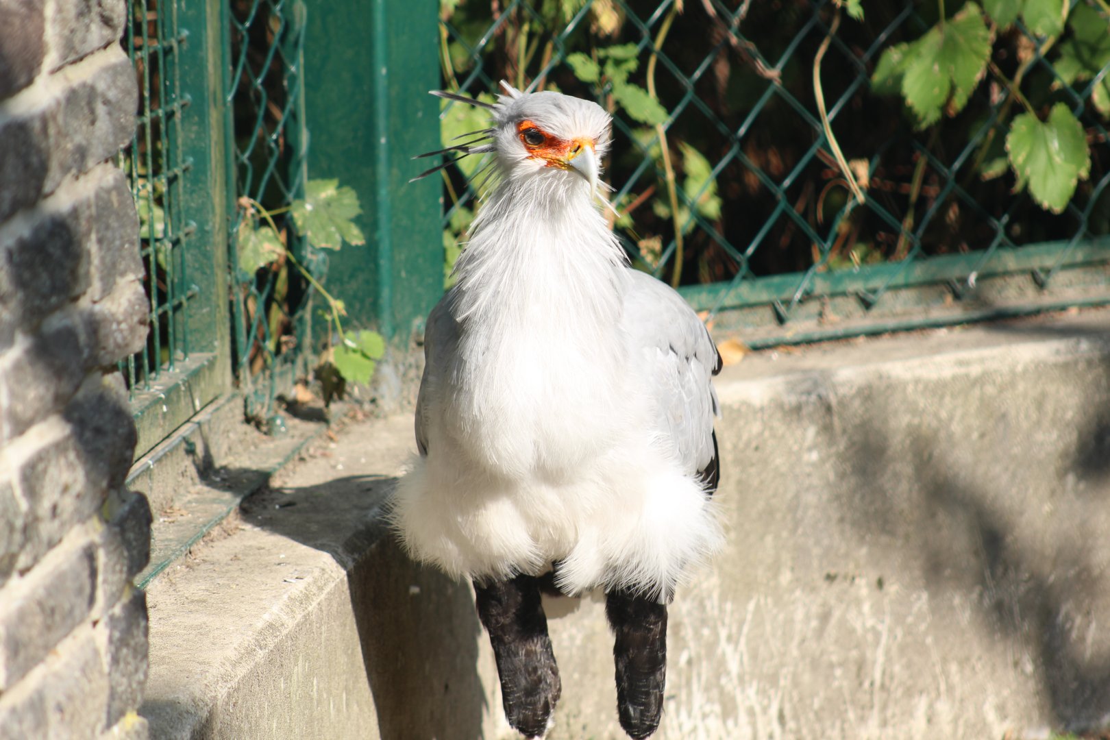 Secretarybird