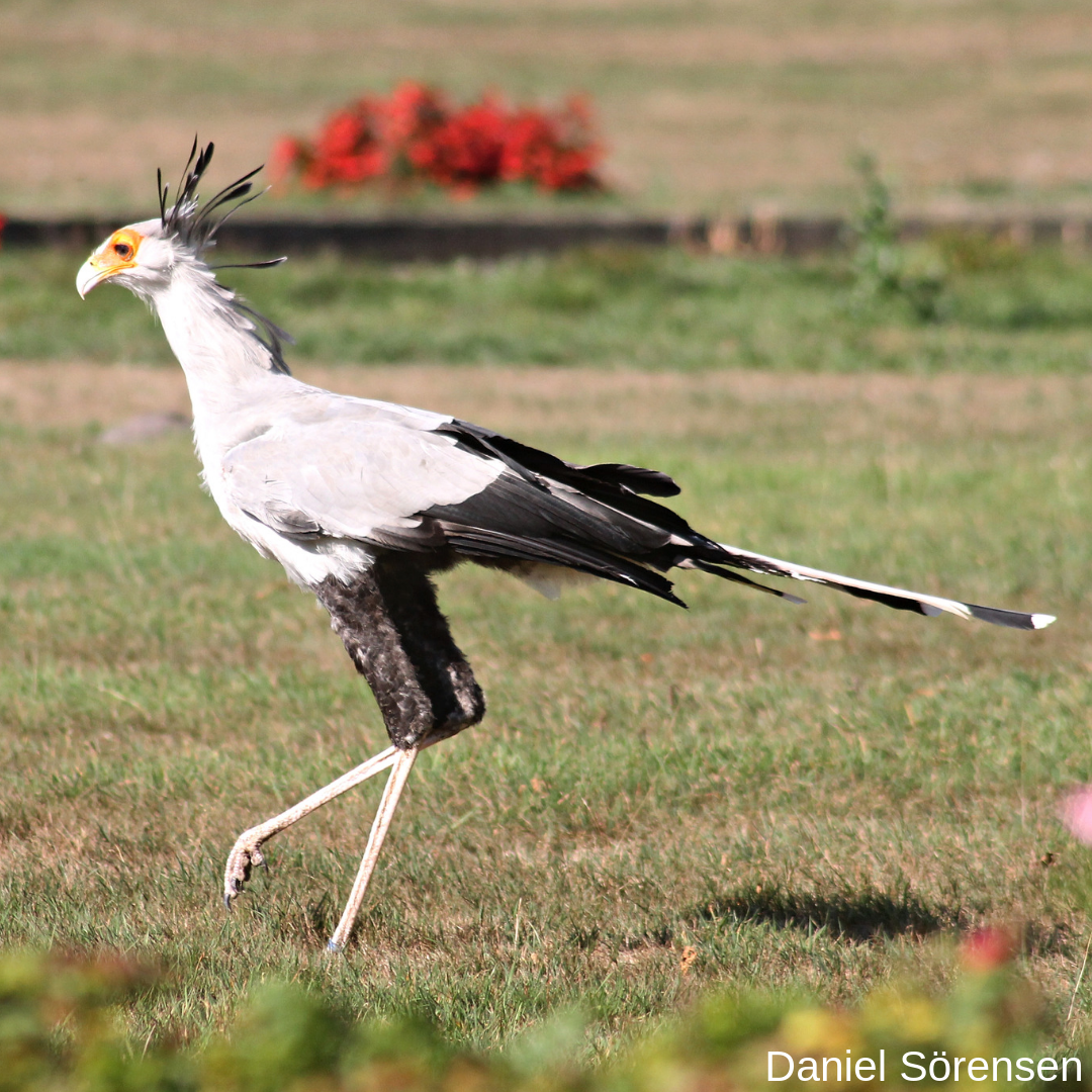 Secretarybird