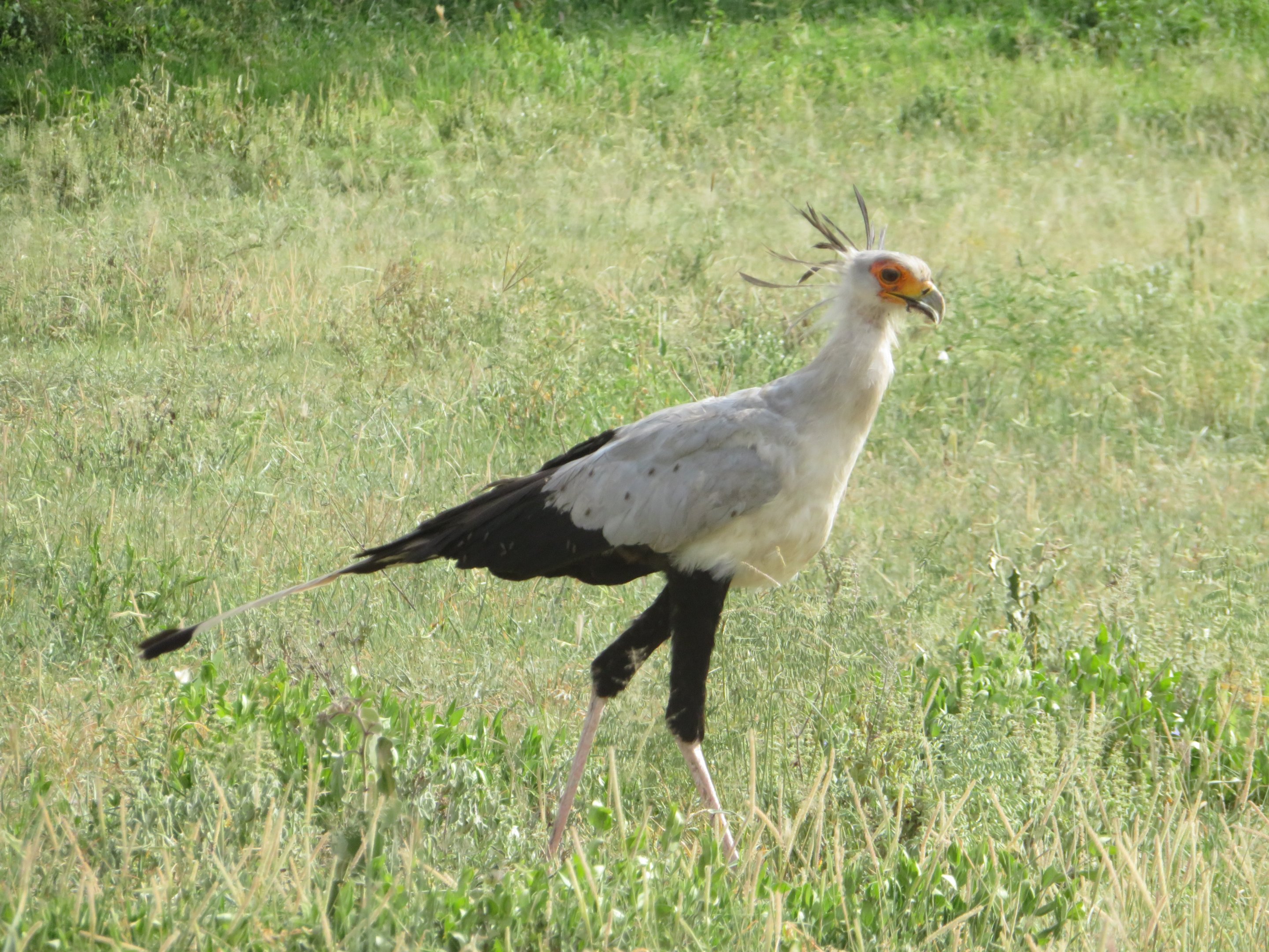 Secretarybird
