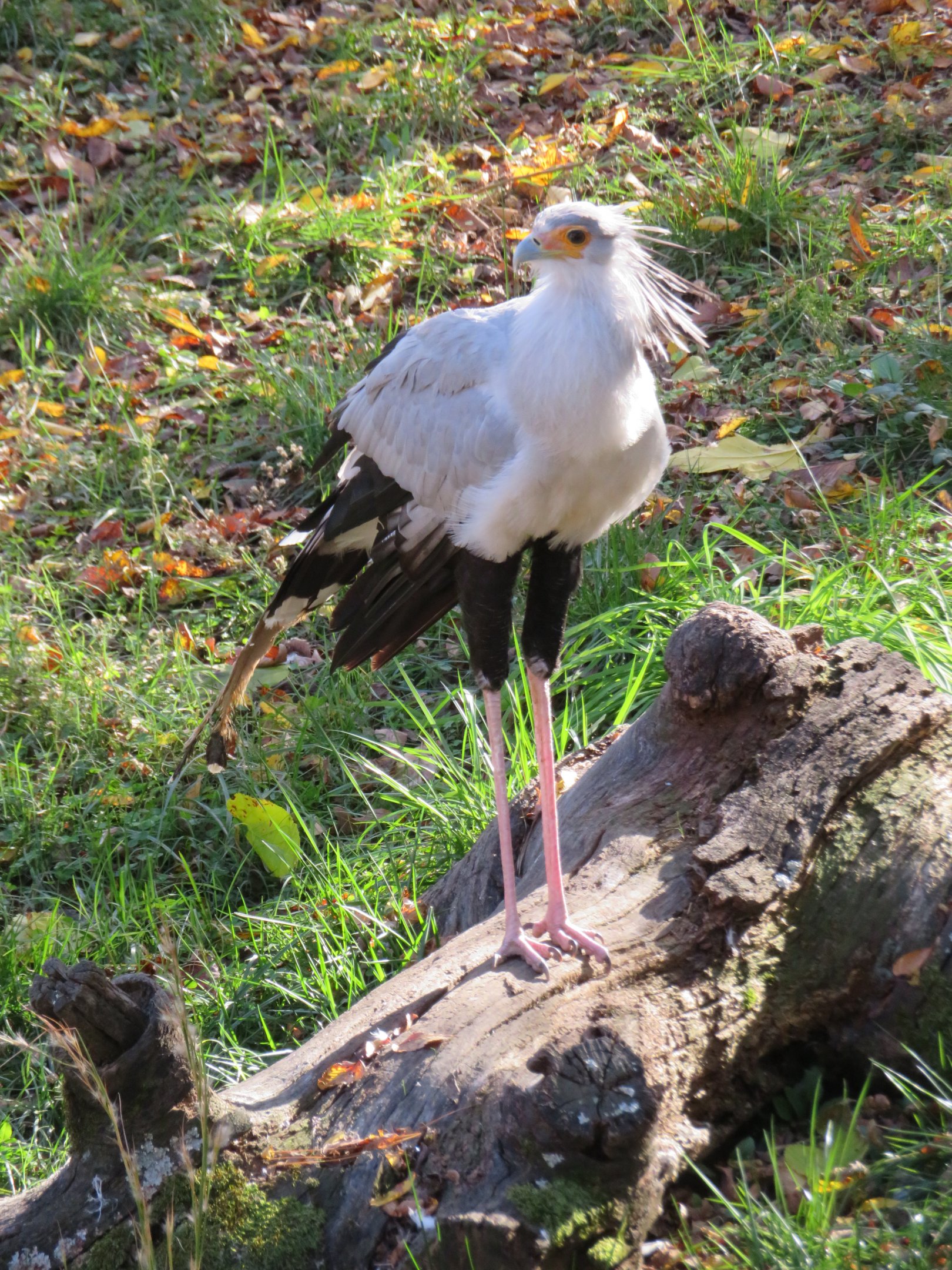 Secretarybird