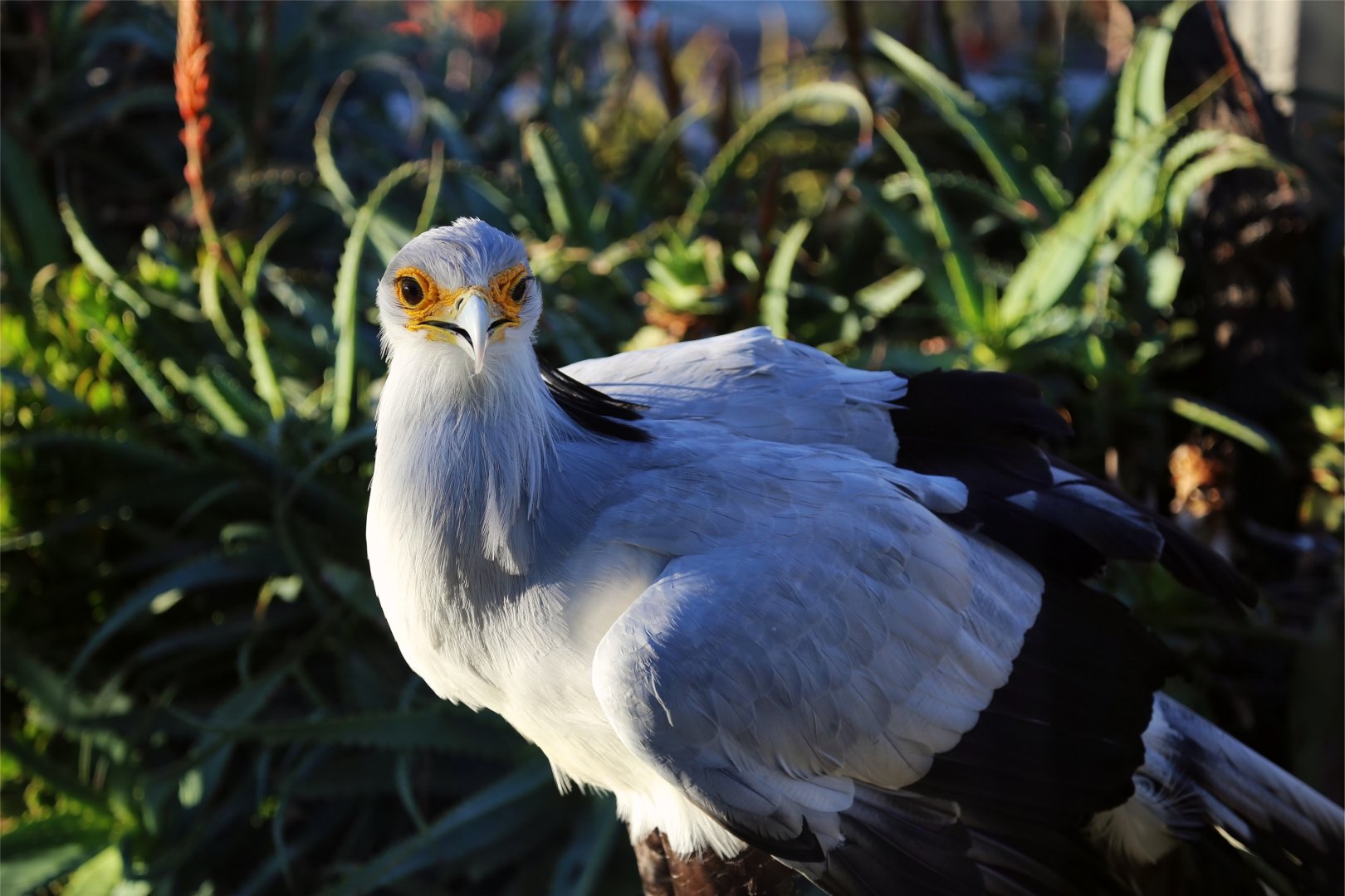 Secretarybird