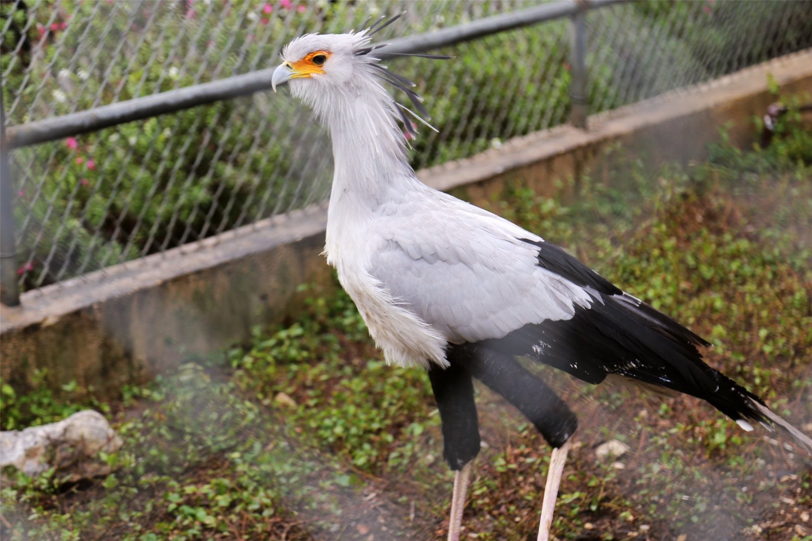 Secretarybird