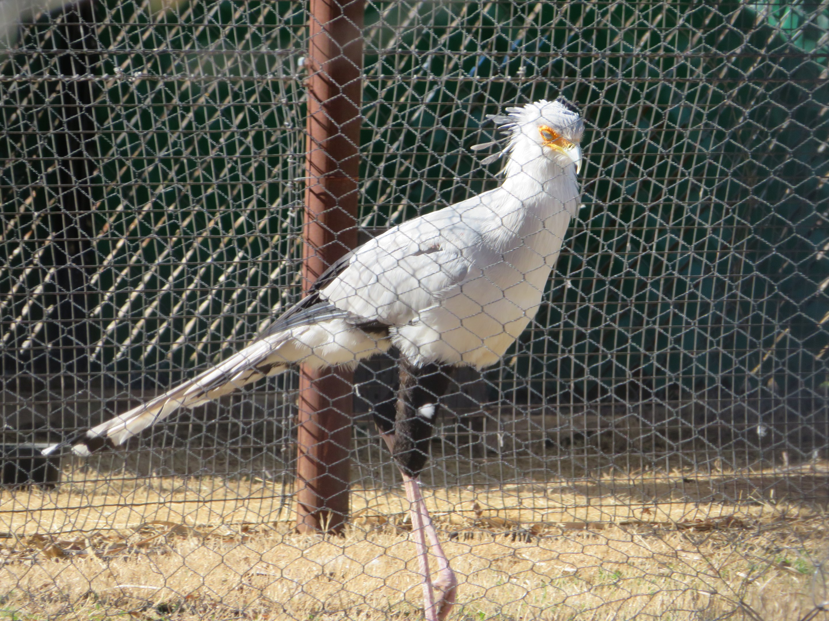 Secretarybird