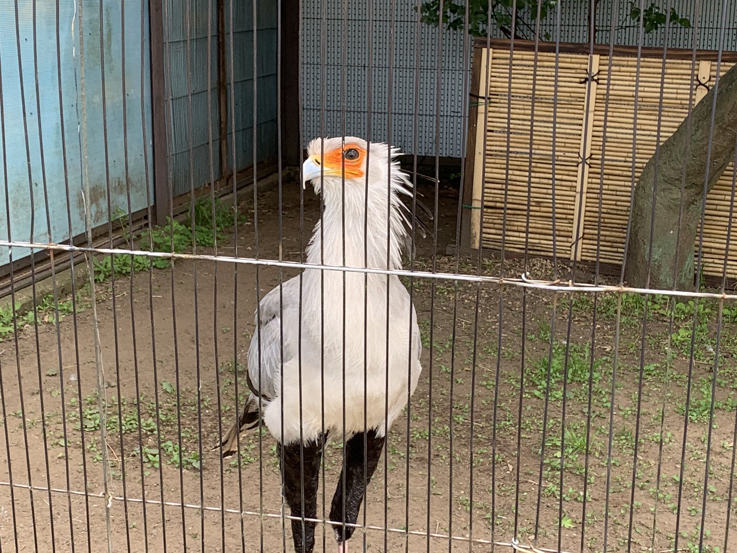 Secretarybird