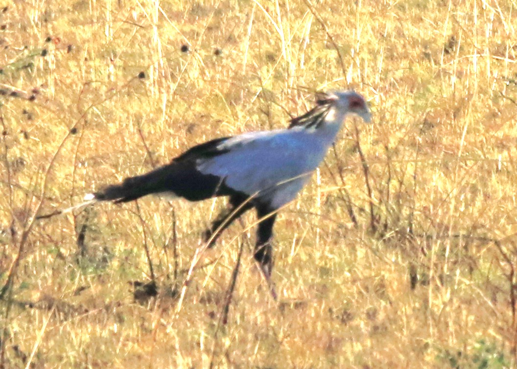Secretarybird