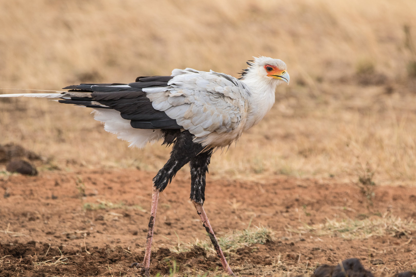 Secretarybird