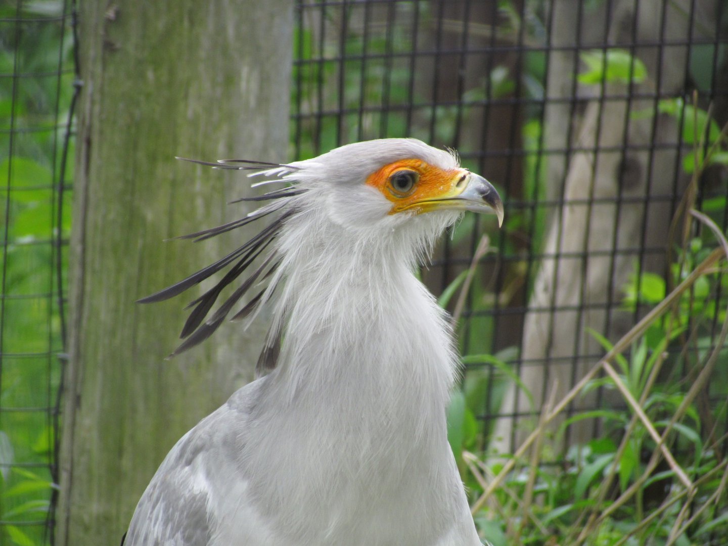 Secretarybird