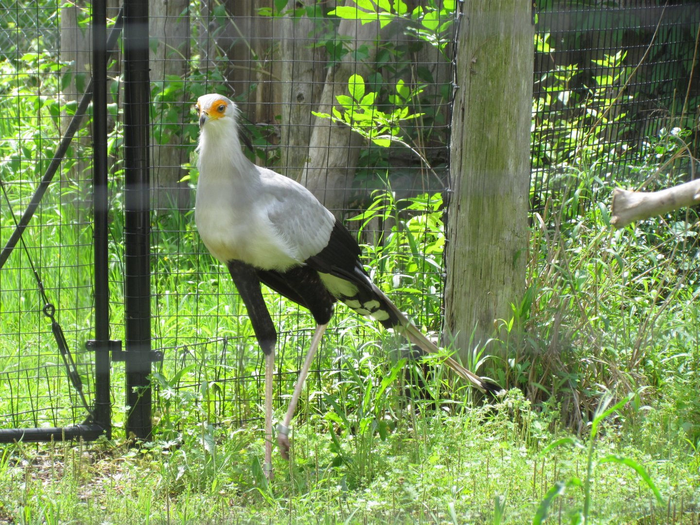 Secretarybird