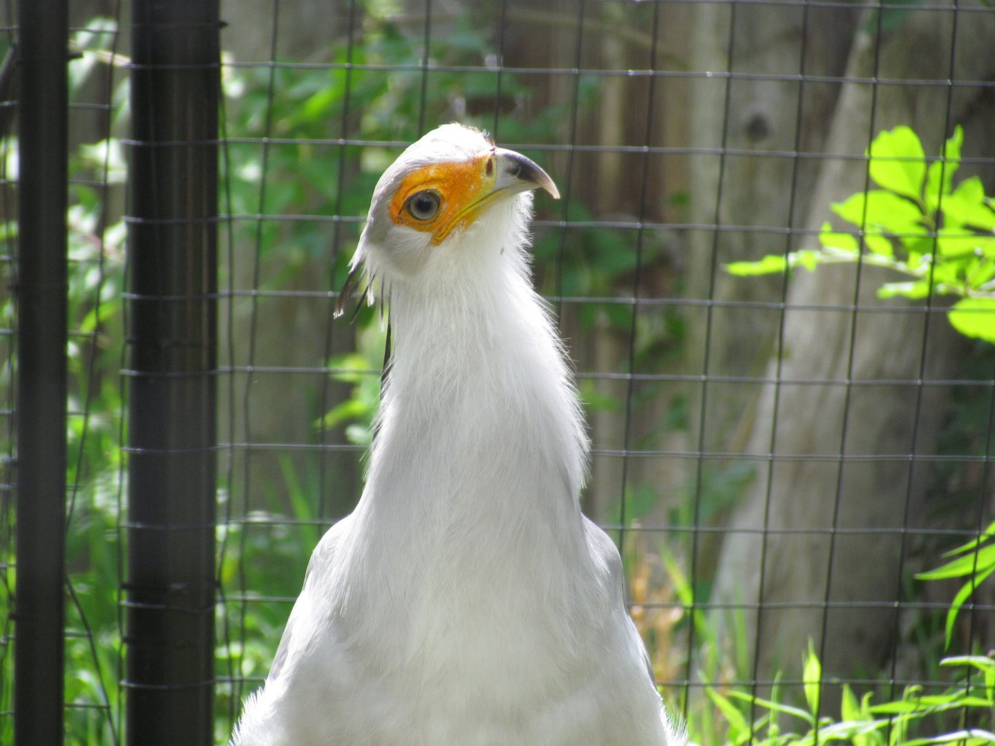 Secretarybird