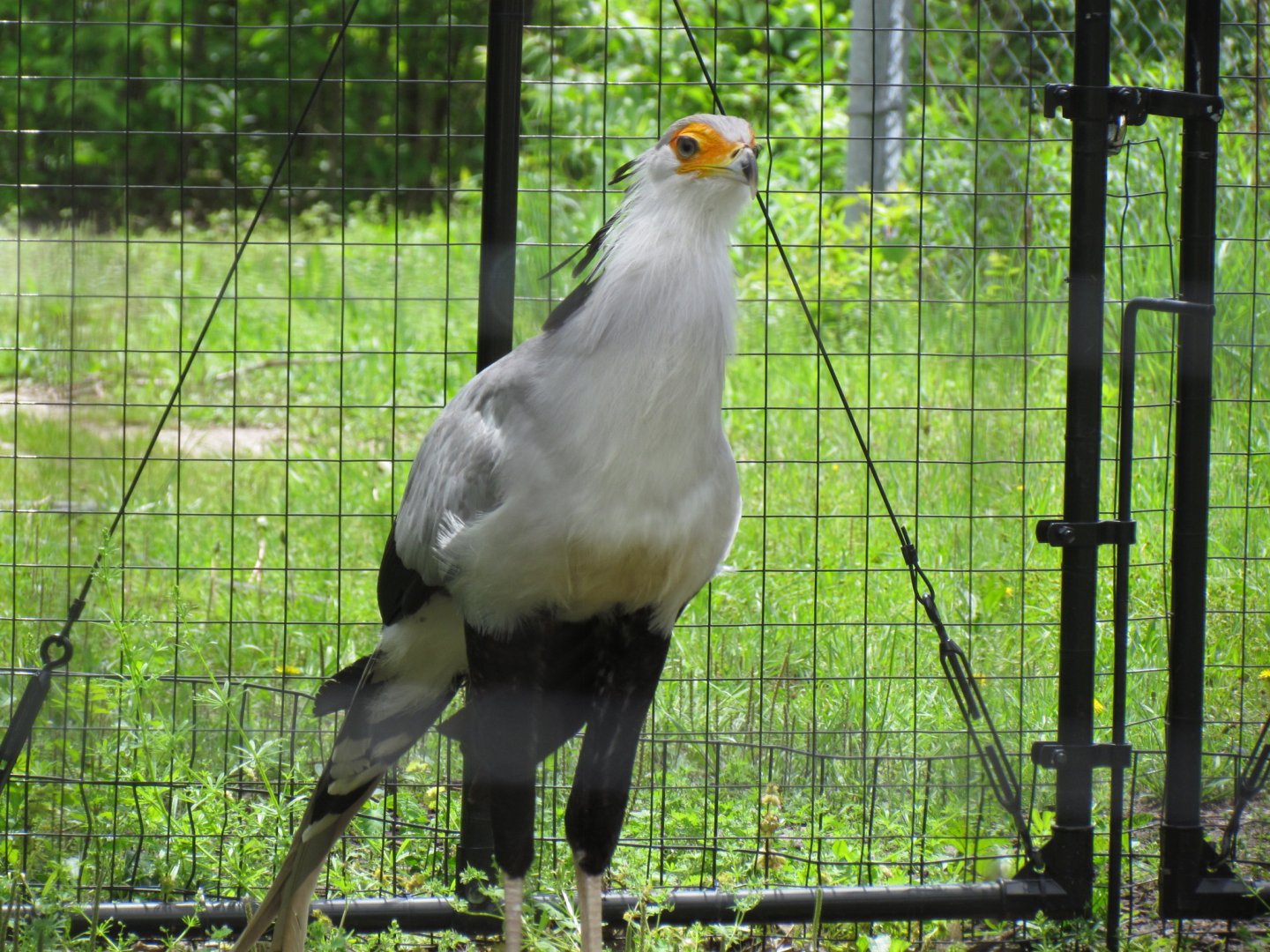 Secretarybird