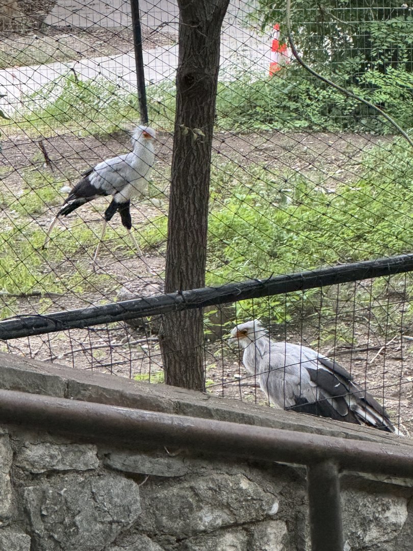 Secretarybirds (7/5/24)