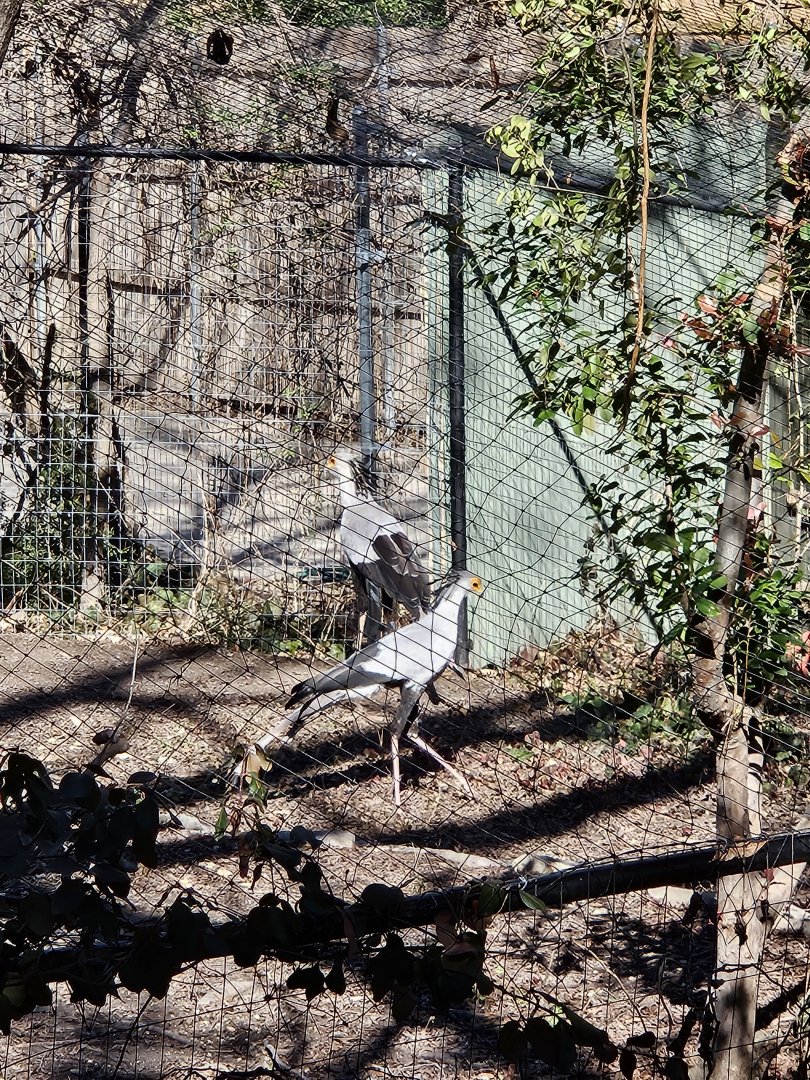 Secretarybirds