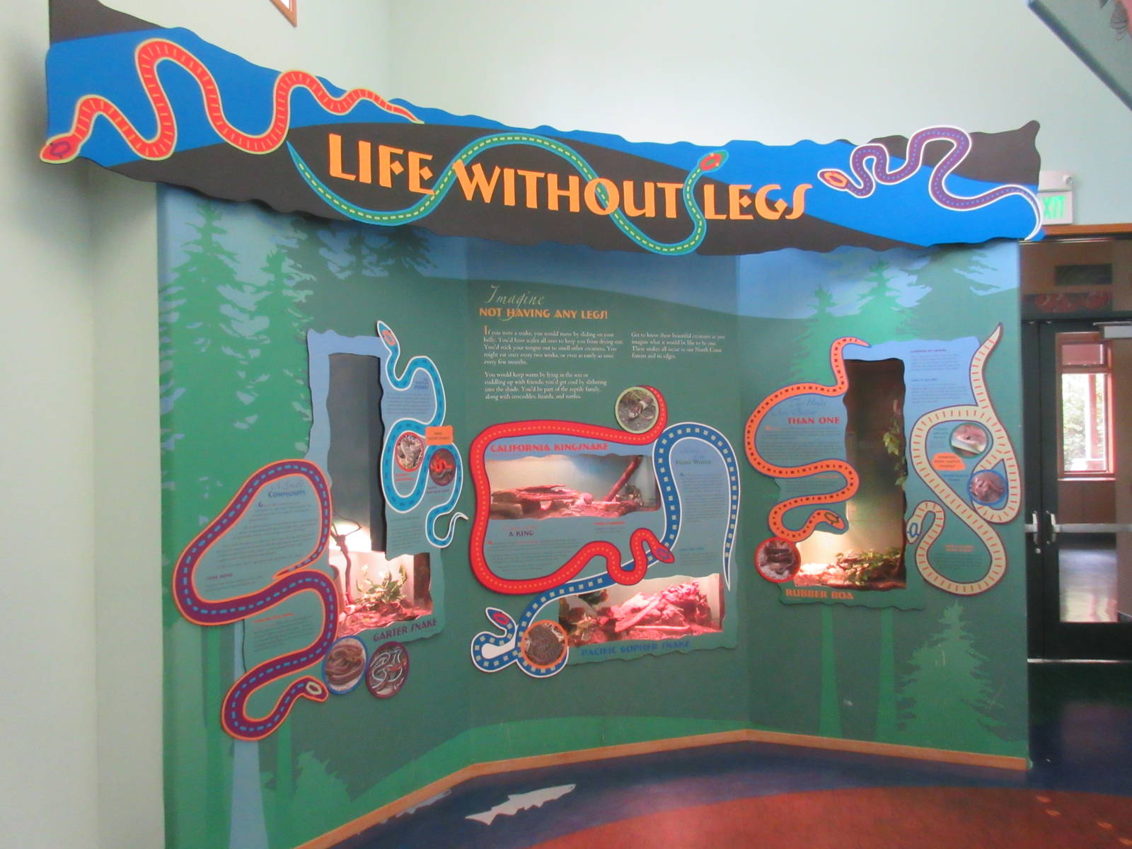 Secrets of the Forest - Assorted Terrariums