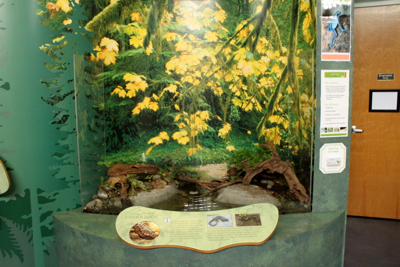 Secrets of the Forest