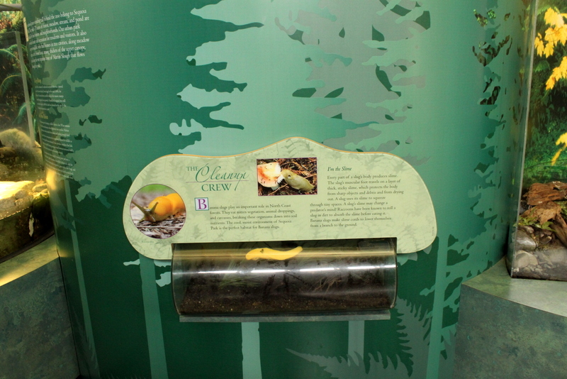 Secrets of the Forest