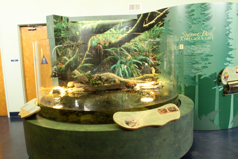 Secrets of the Forest