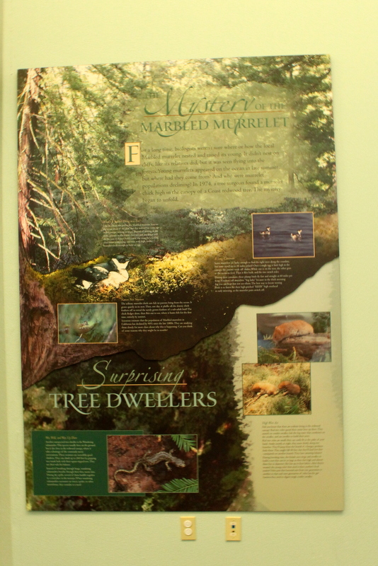 Secrets of the Forest