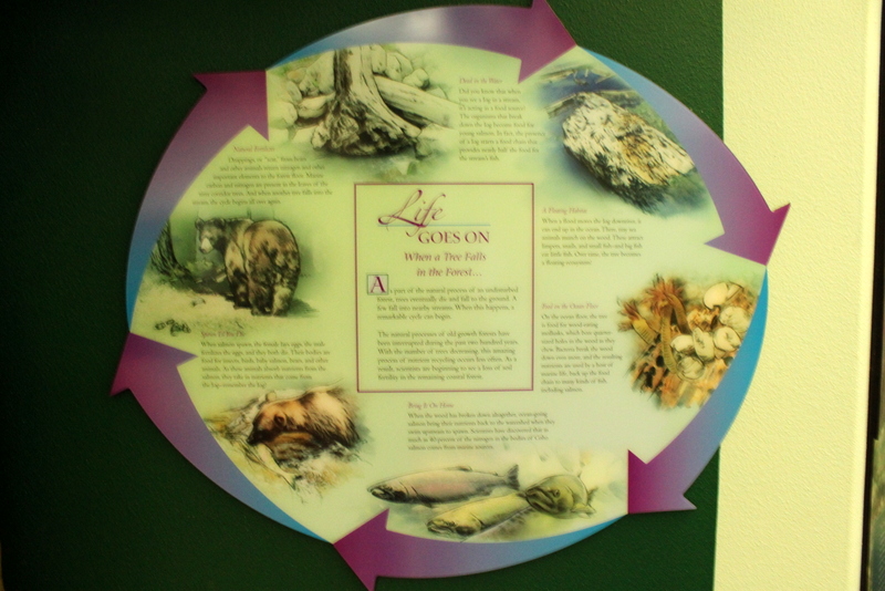 Secrets of the Forest