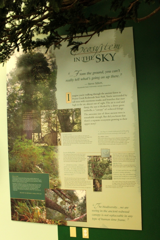 Secrets of the Forest