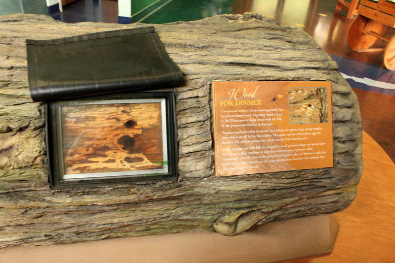 Secrets of the Forest