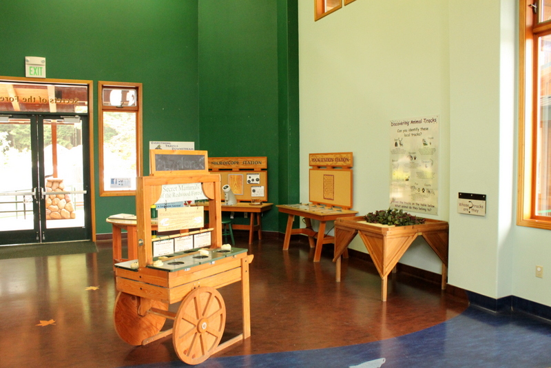 Secrets of the Forest