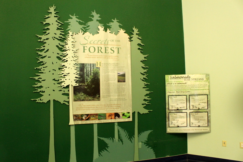 Secrets of the Forest