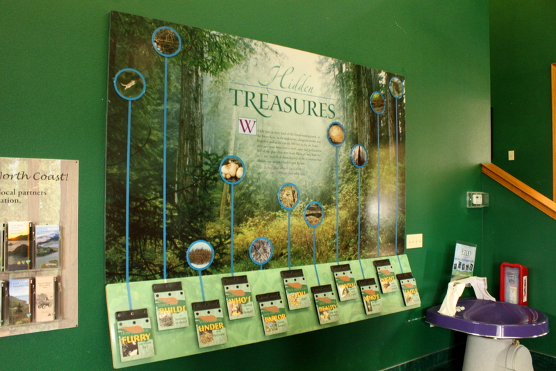 Secrets of the Forest