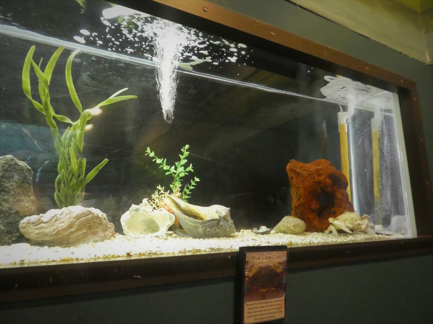 Secrets of the Saltmarsh - Atlantic Blue Crab Tank