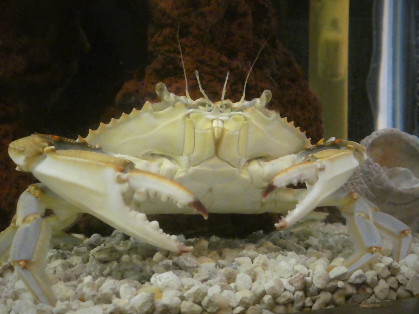 Secrets of the Saltmarsh - Atlantic Blue Crab