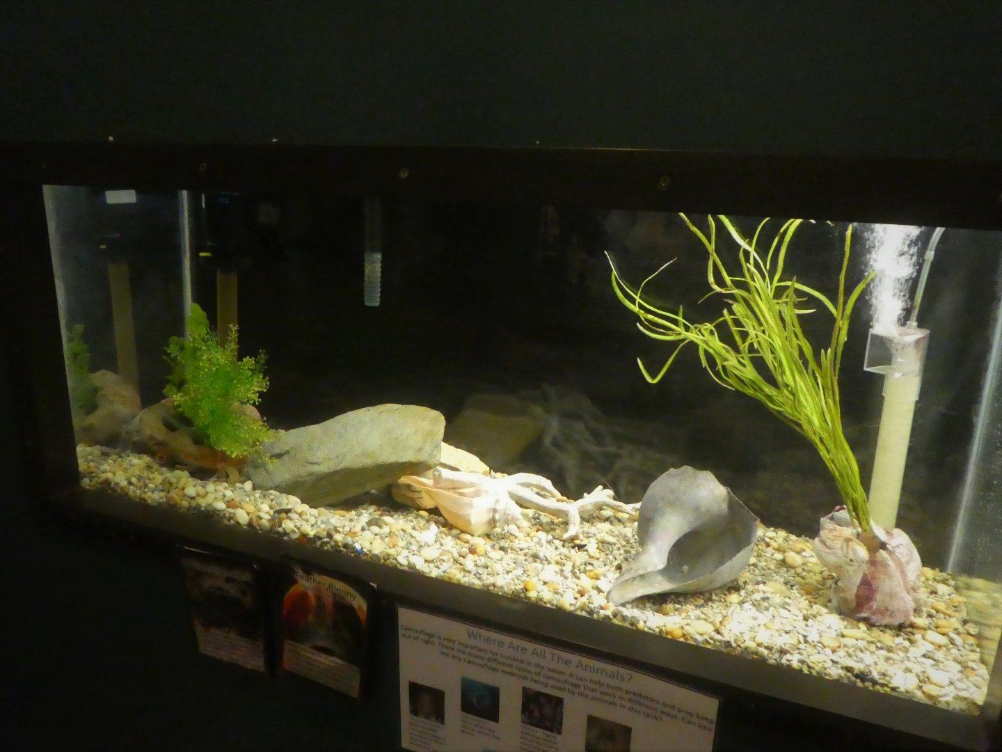 Secrets of the Saltmarsh - Blenny, Mud Crab Tank