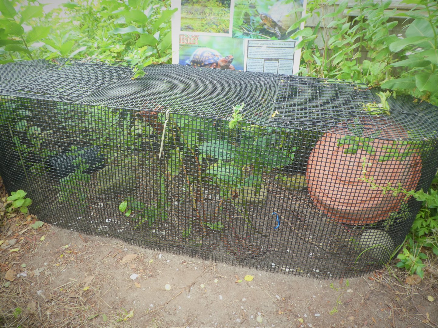 Secrets of the Saltmarsh - Box Turtle Exhibit