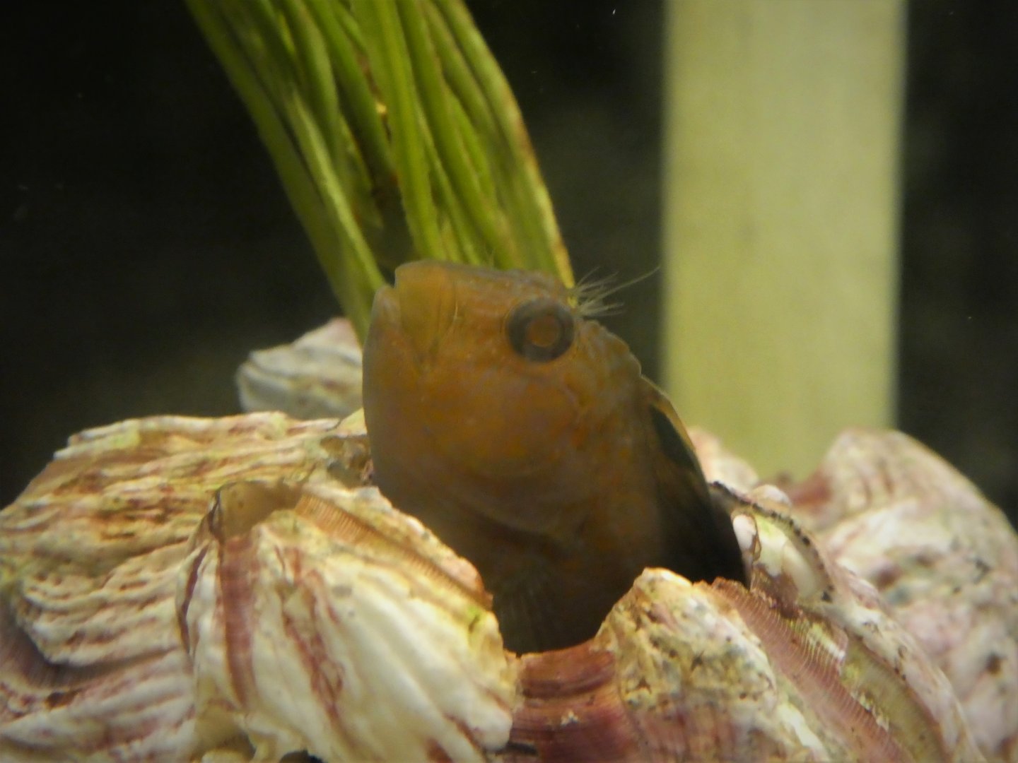 Secrets of the Saltmarsh - Feather Blenny