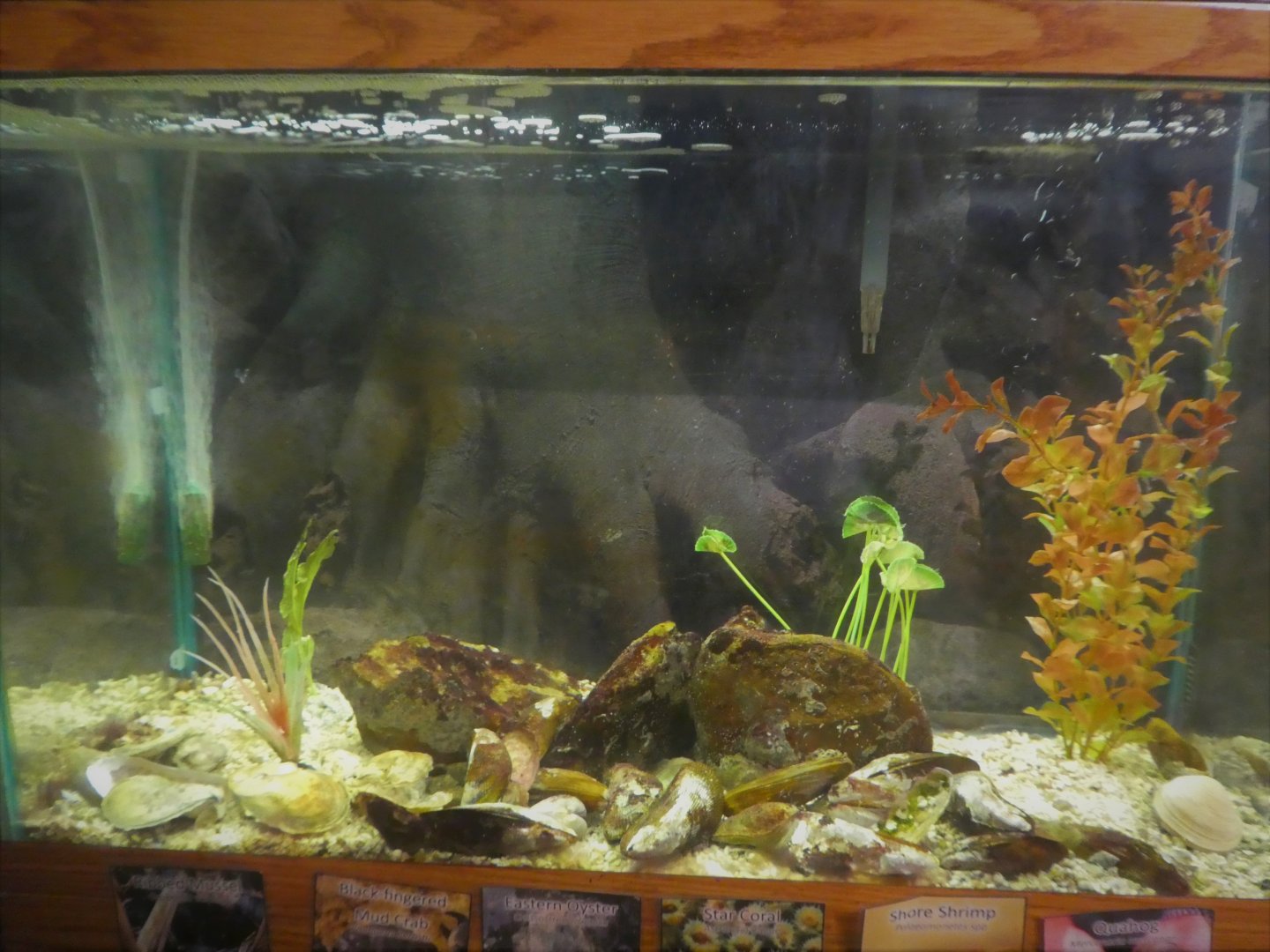 Secrets of the Saltmarsh - Glass Shrimp, Mud Crab, Bivalve, Coral Tank