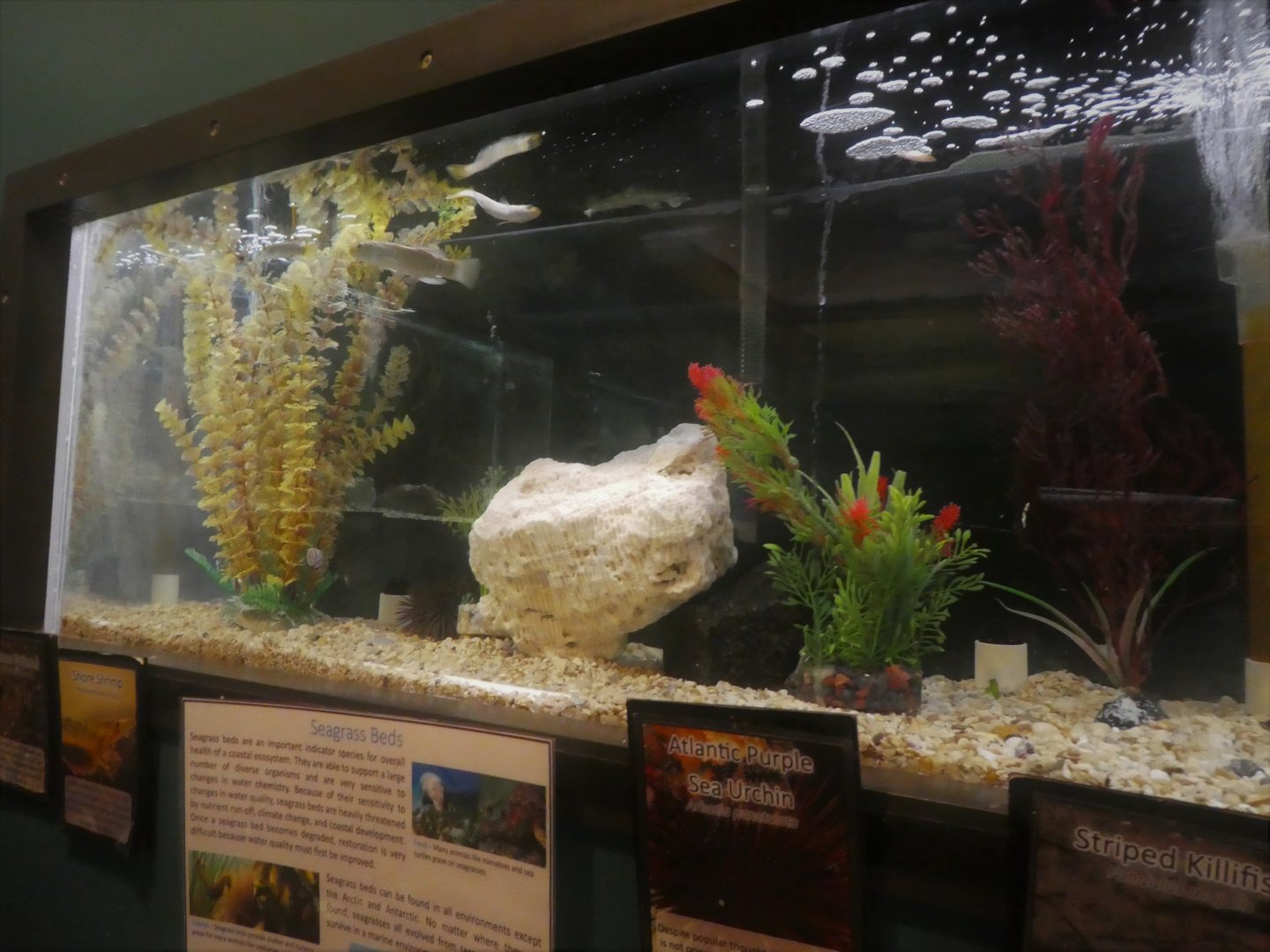 Secrets of the Saltmarsh - Killifish, Flounder, Glass Shrimp, Sea Urchin Tank