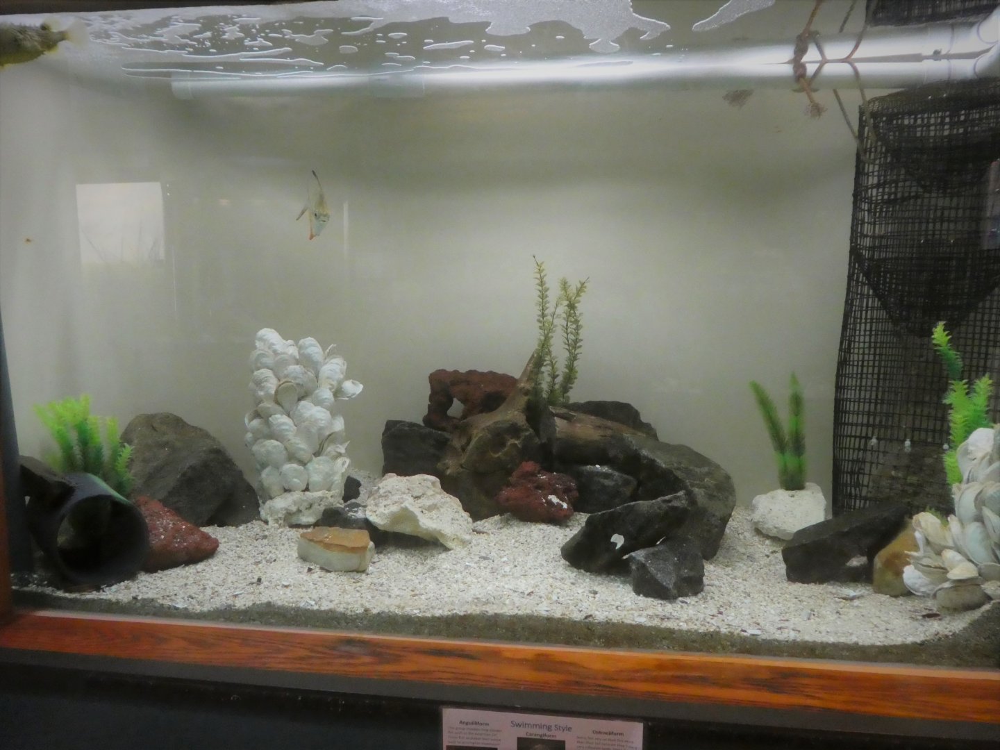 Secrets of the Saltmarsh - Largest Tank