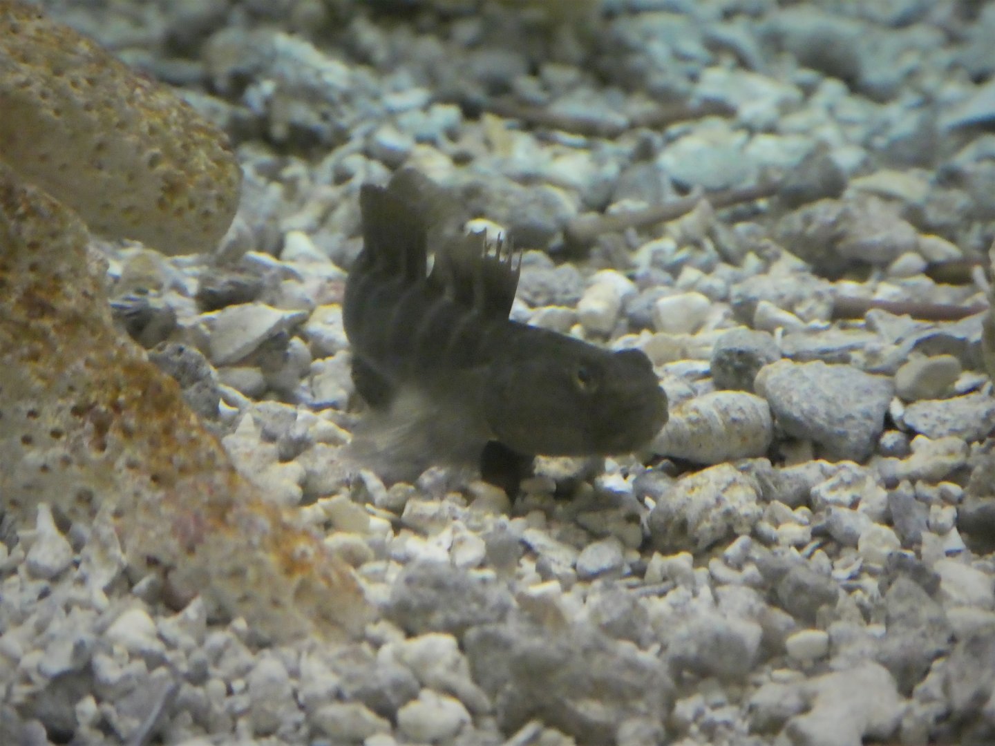 Secrets of the Saltmarsh - Naked Goby