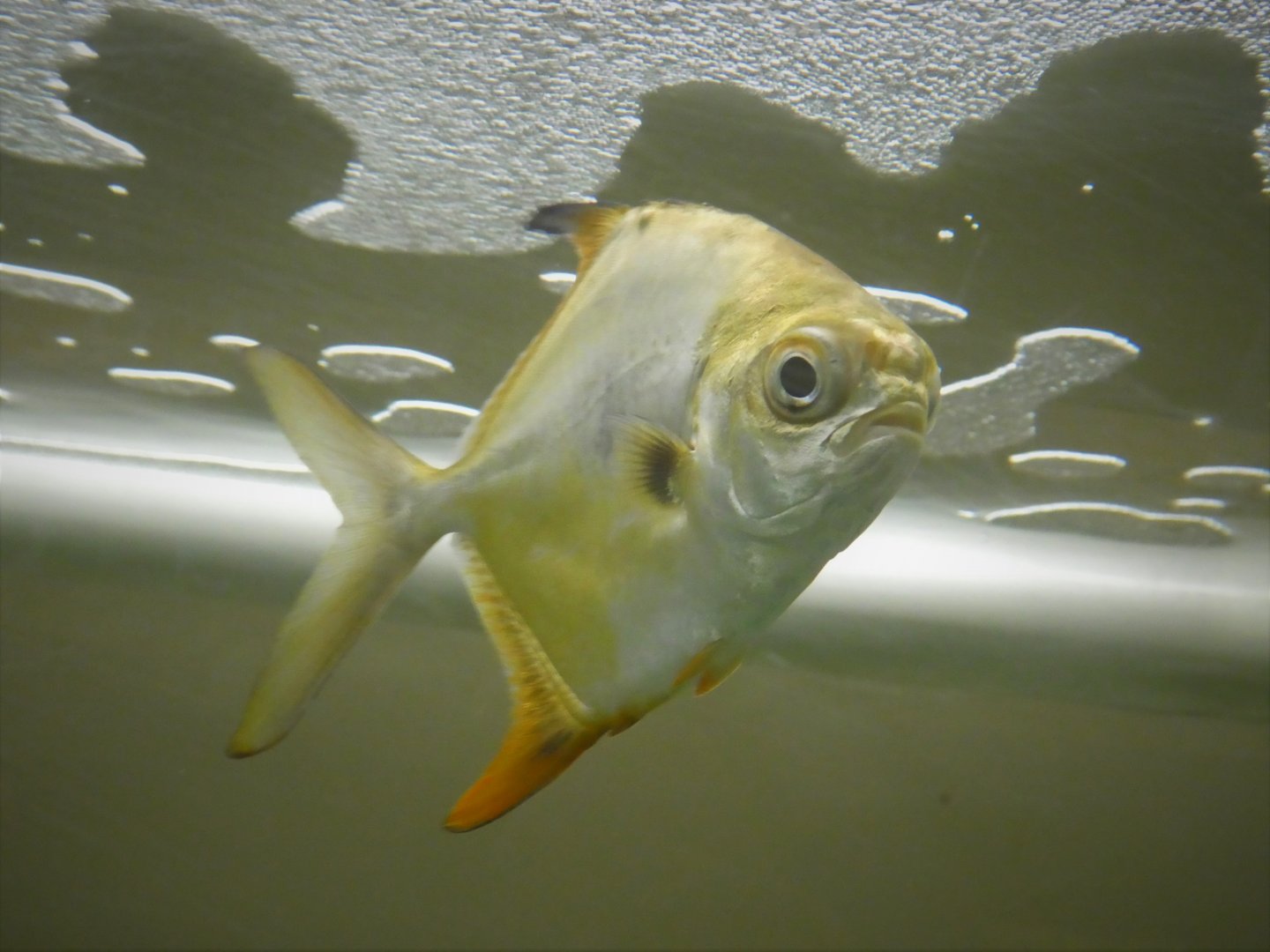 Secrets of the Saltmarsh - Permit