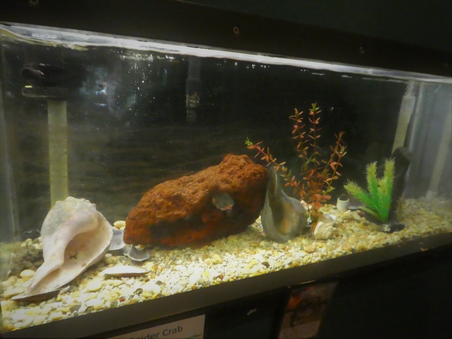 Secrets of the Saltmarsh - Portly Spider Crab Tank