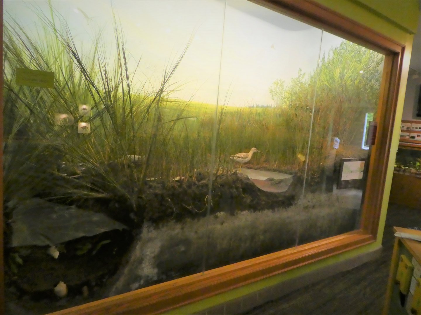 Secrets of the Saltmarsh - Saltmarsh Diorama