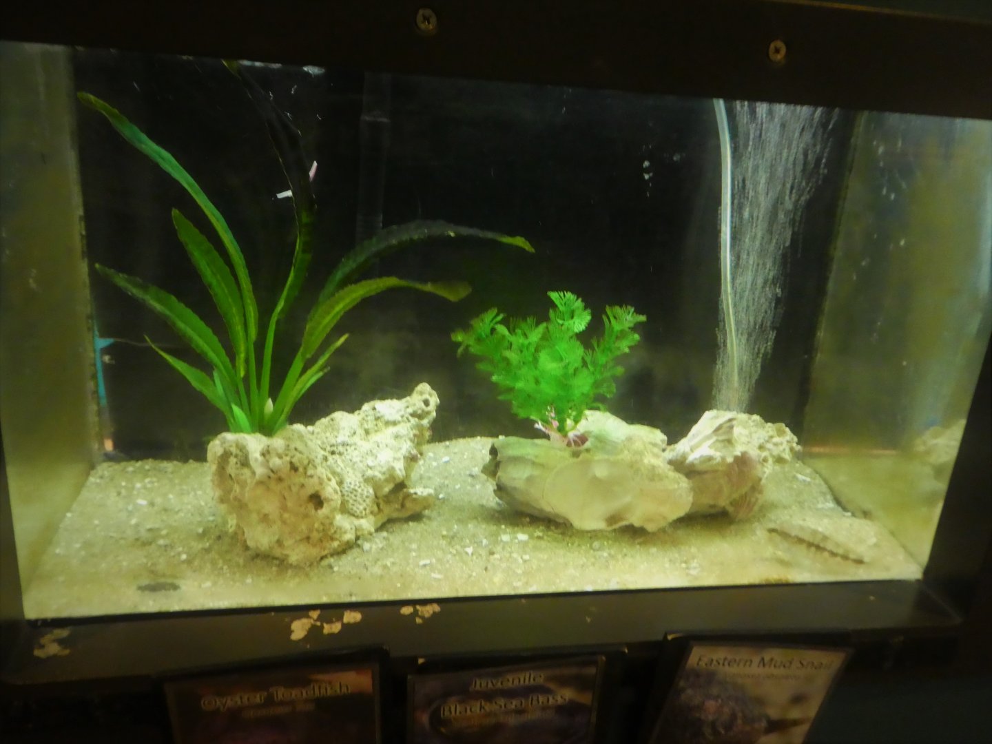 Secrets of the Saltmarsh - Sea Bass, Toadfish, Mudsnail Tank