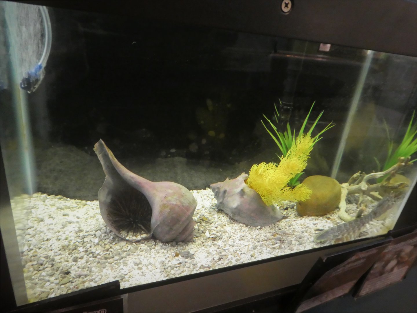 Secrets of the Saltmarsh - Squilla empusa Tank