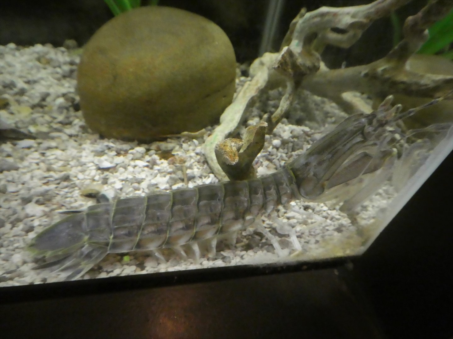 Secrets of the Saltmarsh - Squilla empusa